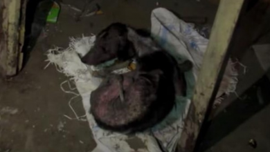 Photo of In The Darkness One Puppy Stayed Hidden Away With His Tail Between His Legs