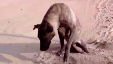 Photo of Dog Gets Paralyzed In His Back Legs, Crawls On The Streets But No One Will Help