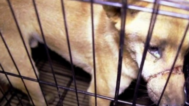 Photo of Woman Sees Tears In The Eyes Of A Dog Waiting To Be Killed In Dog Meat Trade