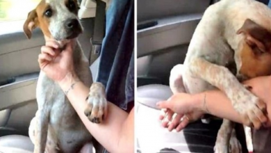 Photo of Woman Rescues Dying Chained Up Dog, The Dog Grabs Her Hand To Say ‘Thank You’