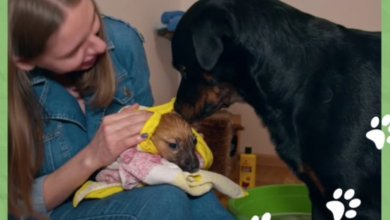 Photo of Freezing Puppy Searching for Warmth — Finds a Home and a New Paw-rent