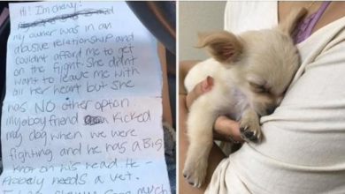 Photo of Dog found alone in airport with a note from his former owner