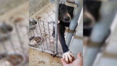 Photo of Shelter Dog Wants To Hold Hands With Anyone Passing By & He Doesn’t Understand Why No One Wants Him