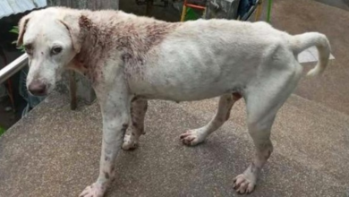 Photo of Terrified Street Dog Covered in Hundreds of Ticks So Happy Now