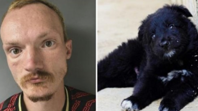 Photo of Father & Son Dump Sick Emaciated 6-Month Old Pup On Dead-End Road To Die