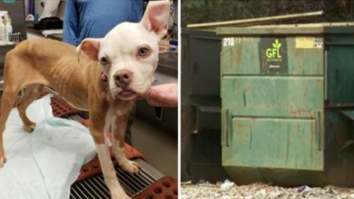 Photo of Emaciated Dog Tossed In Dumpster On Christmas Day Gets A Special Holiday Gift