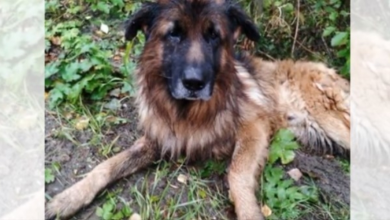 Photo of Dog Was Allegedly Buried Alive But Dug Himself Out Of His Own Grave