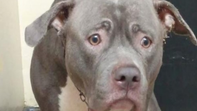 Photo of The Pit Bull Who Was Heartbroken When Realized She Was Left At Shelter Finds A Family
