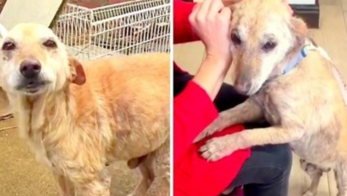 Photo of Vet Asked To Euthanize Unwanted Puppy, But The Sad Puppy Still Wants To Live