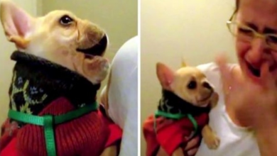 Photo of She Tells Her Puppy She Loves Him, Puppy Replies “I Love You” And Makes Her Cry