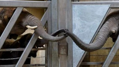 Photo of Elephants reunite after 12 years apart