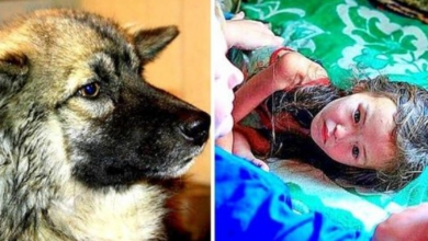 Photo of Faithful Dog Kept Lost 3-Yr-Old Alive For 12 Days In Savage Siberian Wilderness