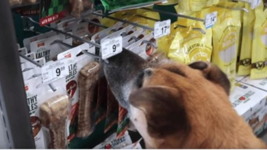 Photo of Man Brings Senior Homeless Dog To The Pet Store And Buys Him Everything He Touches