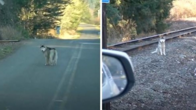 Photo of Man Stops His Car When He Spots A Husky All Alone On The Train Tracks
