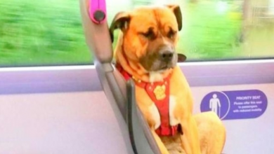 Photo of Nobody Has Come Forward To Claim A Dog Found Riding The Bus Alone