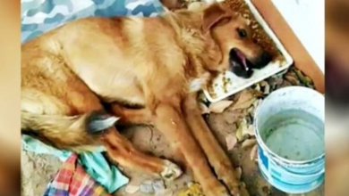 Photo of Not A Soul Aided Dog Ditched With Broken Legs, He Wept & Nobody Bothered