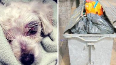 Photo of Abuser Beats Dog To A Pulp And Pees On Her Before Throwing Her Away In A Dumpster