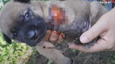 Photo of Man Picked Up The Only Puppy In Litter Not Eaten By Vicious Lizard