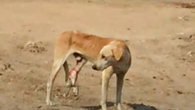 Photo of Hungry Street Dog With Trapped Leg Can’t Understand His Pain & They Walk By Him
