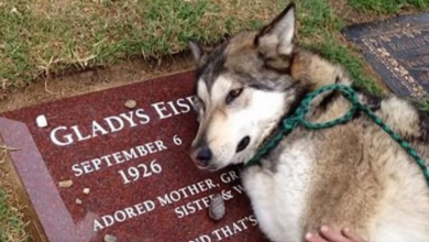 Photo of Heartbroken Therapy Dog Can’t Stop Sobbing As He Lays On His Grandma’s Grave