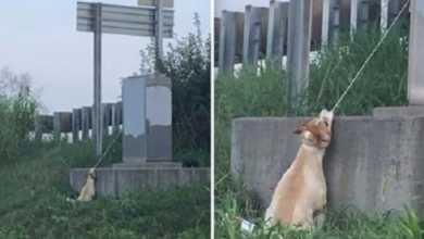 Photo of Man Saves Dog Hanging Near Highway Overpass By Electrical Cord
