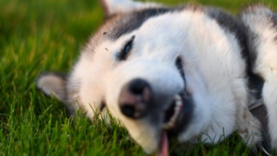 Photo of Near-Death Husky Can’t Open His Eyes Until Rescuers Give Him A Second Chance