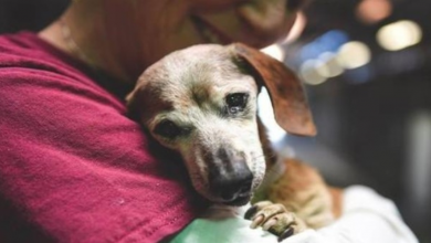 Photo of 18-Year-Old Blind Dachshund Was Dumped At Shelter, Clung To First Person Who Showed Her Love
