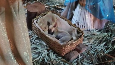 Photo of Family Finds Stray Puppy in a Manger When Walking By Nativity Scene