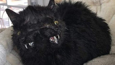 Photo of Rescue Kitten Was Born With Two Face Who Rejected By Her Cat Mom