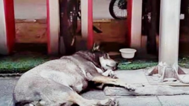 Photo of Senior Dog Too Old To Matter Was Pushed Out And Collapsed From Exhaustion