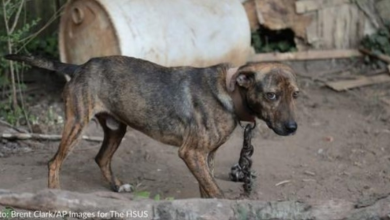 Photo of Scarred Dogs Wag Their Tails As They Are Rescued From Dogfighting Operation In North Carolina