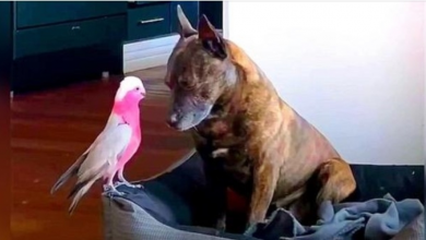 Photo of Depressed Dog Cries All Day After The Injured Bird He Saved Heals & Flies Away