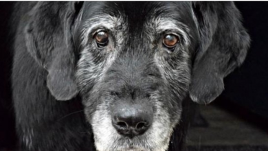 Photo of Senior Dogs Dumped At Shelters To Die Alone Are Rescued, Thanks To A Kind-Hearted Woman