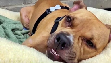 Photo of Even With 4 Paralyzed Legs, Unwanted Pit Bull Still Kept His Fighting Spirit