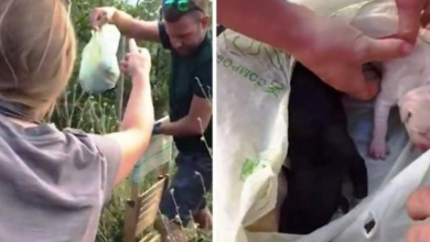 Photo of Rescuers Left In Tears As They Find 3 Puppies Inside Tightly Sealed Plastic Bag