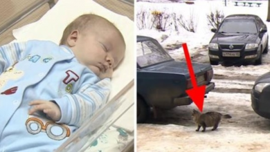 Photo of Baby Is Abandoned And Left To Freeze To Death – But Now Watch What This Cat Does