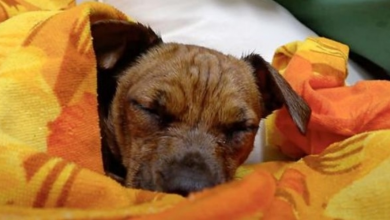 Photo of He Closed His Eyes For First Peaceful Sleep Of His Life After Living On The Streets