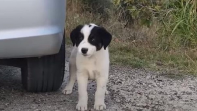 Photo of Stray Puppy Makes Sure Woman Stops Her Car To Rescue Him