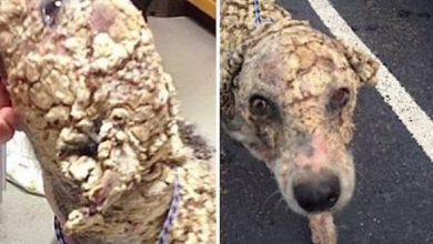 Photo of Dumped Dog With Potato Chip-Like Scales Looked ‘Unrecognizable’ After He Was Rescued