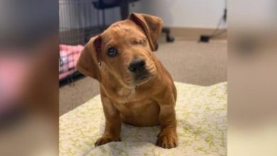 Photo of Puppy Abandoned In Park, Hit By Train On Same Day