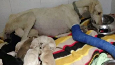 Photo of Emaciated Dog With Broken Leg Walks Two Miles, Seeking Help For Puppies