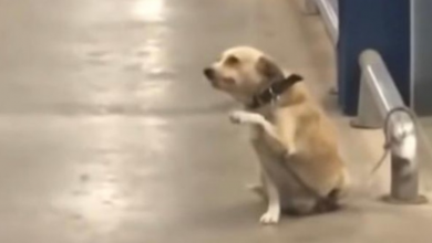 Photo of Friendly Dog Who Waves Goodbye to Everyone Leaving Store Has Touching Story