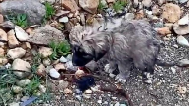 Photo of After His Mom Was Hit By Car, He Shivered In Same Spot For Days Hoping She’d Return