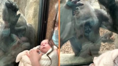 Photo of Gorilla Brings Her Baby To Meet Mom And Newborn In Heartwarming Encounter