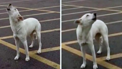 Photo of Heartbroken Dog Howled In Parking Lot For 9-Days After Her Family Left Her There