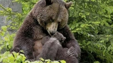 Photo of The bear brought its cub to the girl so that she pulled the splinter out of its paw