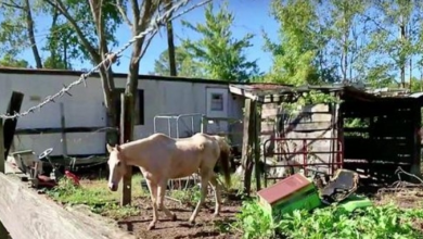 Photo of Forgotten Horse Spent His Life In Muddy Pen Where He Slowly Starved For 19 Years