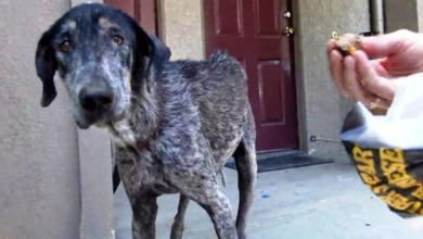 Photo of “Unwanted” Dog Gets Abandoned Again & Again, Ends Up All Alone In The Mountains