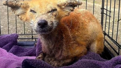 Photo of Her Entire Fur Was Covered In A Hard Infected Crust And It Sealed Her Eyes Shut