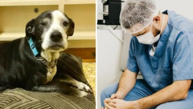 Photo of Grandfather & Grandkids Ask Vet To Euthanize Dog Because They “Don’t Like Her”